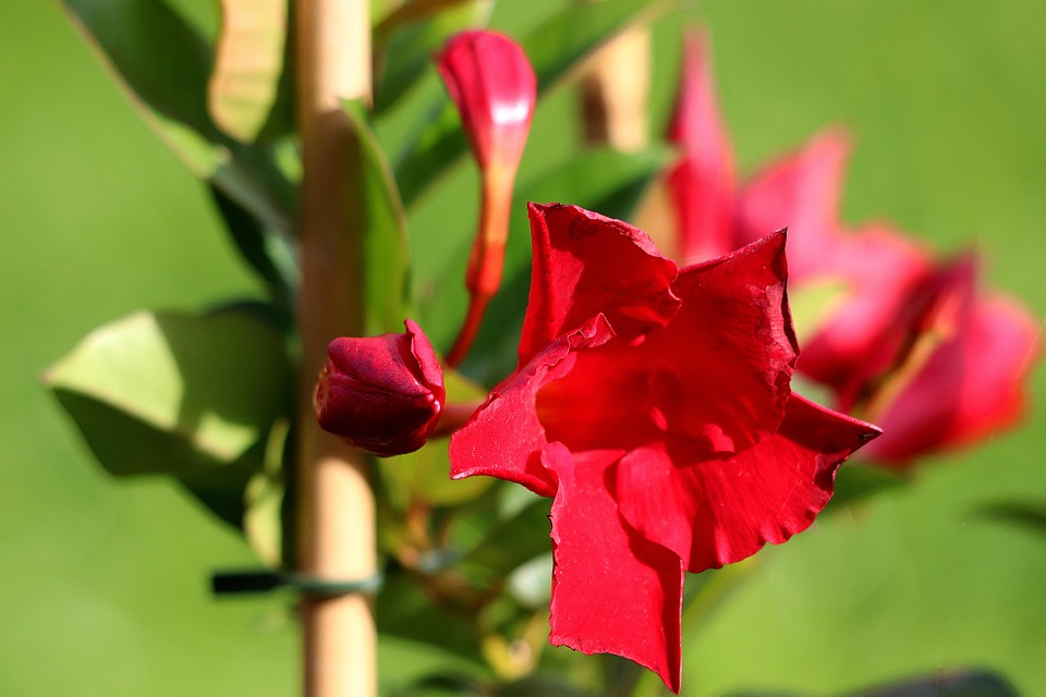 Mandevilla Kwiat Czerwony - Darmowe zdjęcie na Pixabay