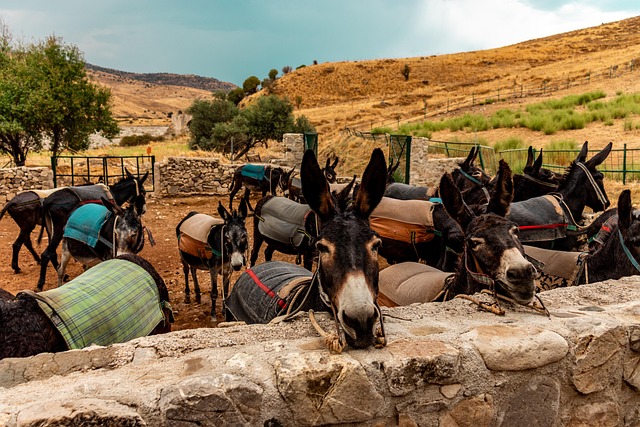 Free Kelokedara Cyprus photo and picture