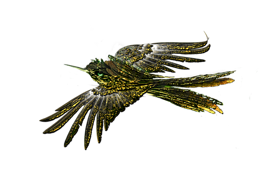 Free Bird Flying Bird illustration and picture