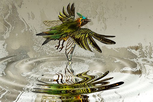 Free Bird Water photo and picture