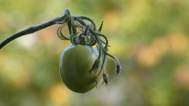 Free Tomato Plant photo and picture