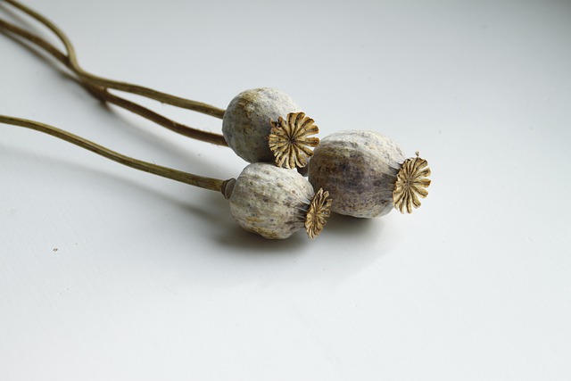 Free Dried Flower Poppy Dry photo and picture