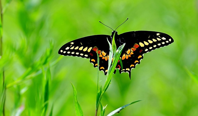Free Butterfly Colorful photo and picture