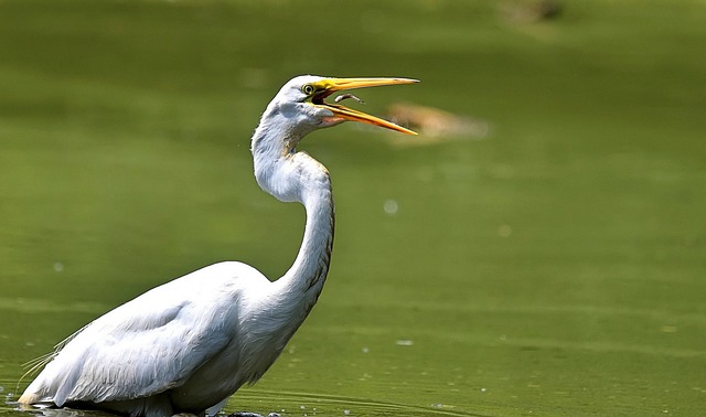 Free Heron Egret photo and picture