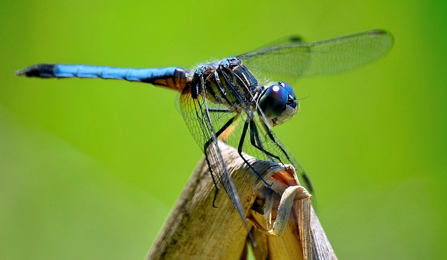 Free Dragonfly Nature photo and picture