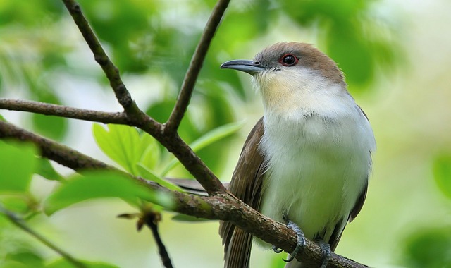 Free Bird Nature photo and picture