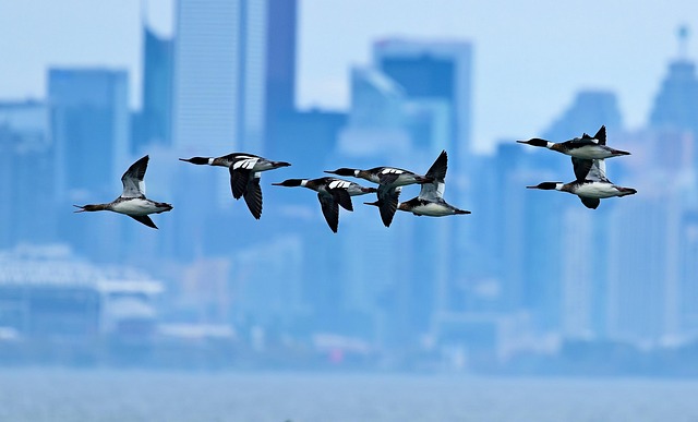 Free Ducks Downtown photo and picture