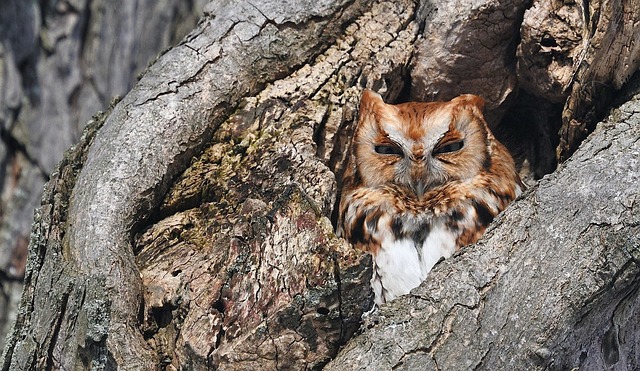 Free Owl Tree photo and picture