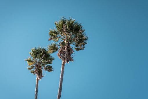 Free Sky Palm photo and picture