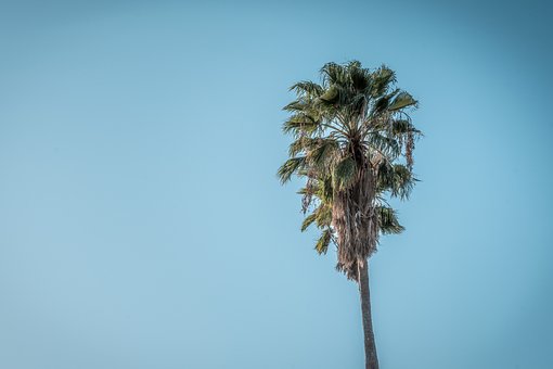 Free Sky Palm photo and picture