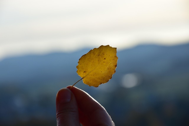 Free Blade Autumn photo and picture