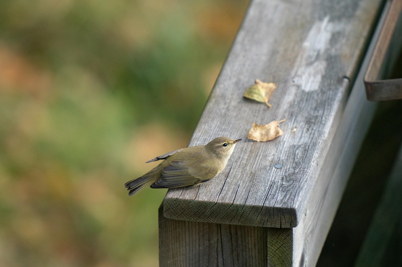 チフチャフ 鳥 葉 Pixabayの無料写真