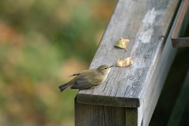 Free Common Chiffchaff photo and picture