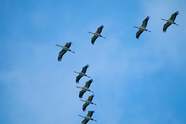 Free Cranes Birds photo and picture