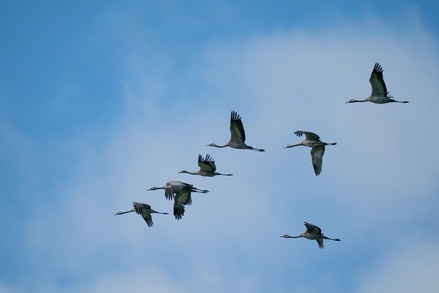 Free Cranes Birds photo and picture