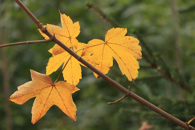 Free Autumn Sheet photo and picture