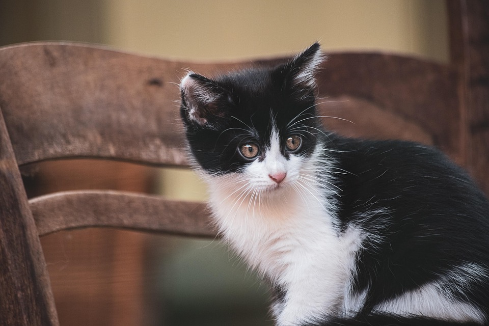 Kucing Mamalia Hewan Dunia Foto Gratis Di Pixabay