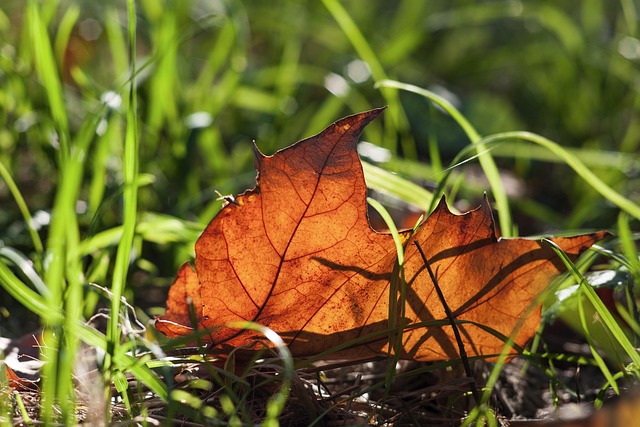 Free Blade Autumn photo and picture