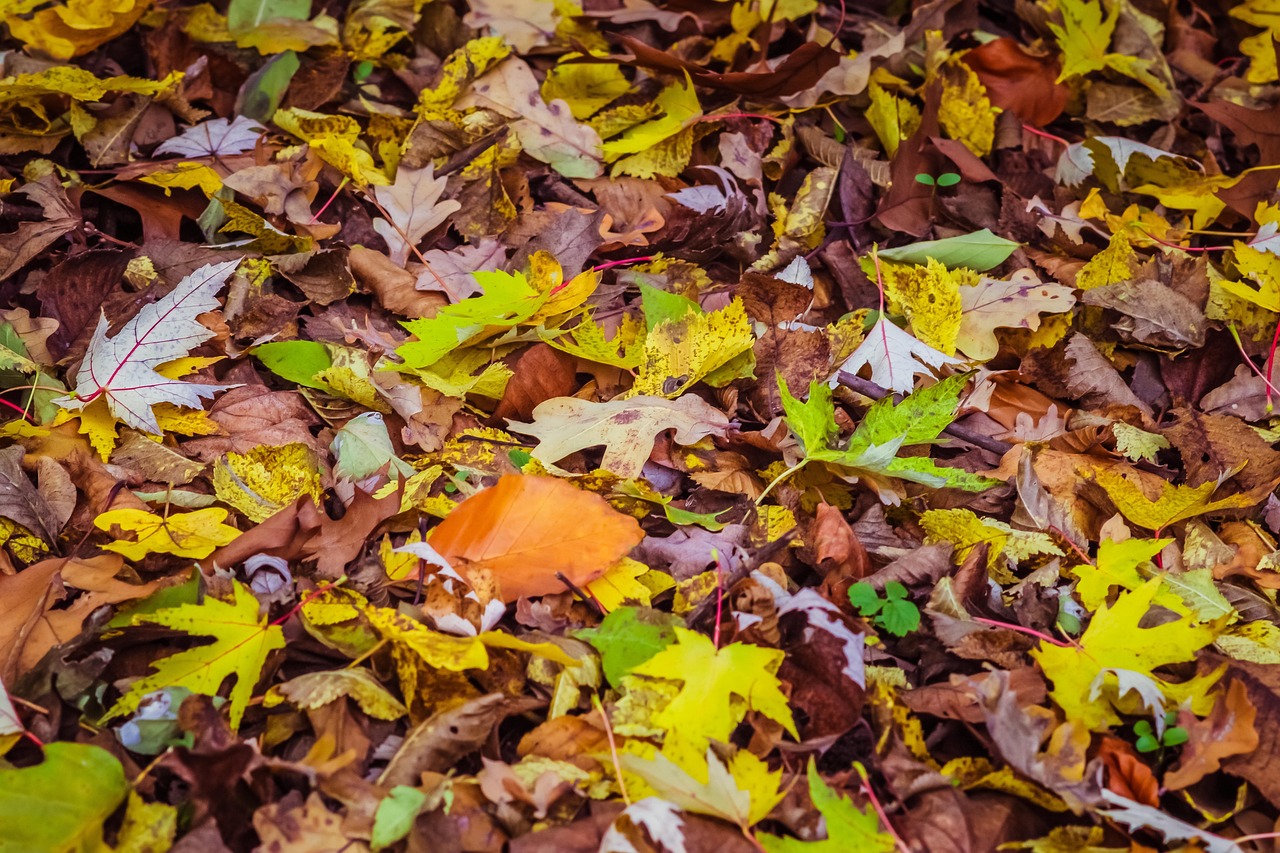 Autumn Leaves - free online jigsaw puzzle photo