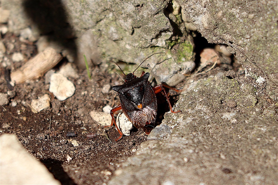 Bug Insect Close Up Tree - Free photo on Pixabay - Pixabay