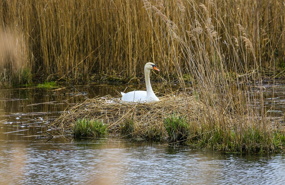 Schwan Nest Bruten Kostenloses Foto Auf Pixabay