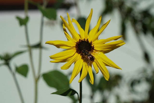Blomst, Gul, Sommer, Natur, Bi