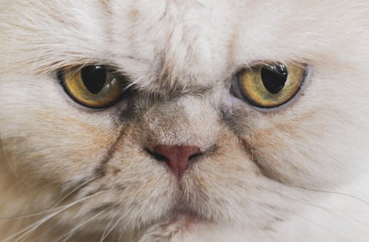 Free Cat Eyes photo and picture