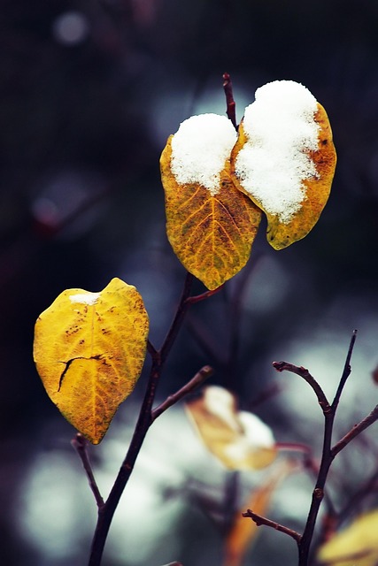Folhas, Outono, Inverno, Neve, Amarelo