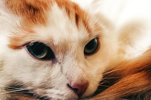 Rode Kat, Portret, Kat, Ogen, Zicht