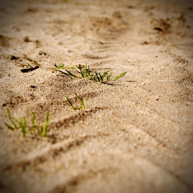 Areia, Relva, Lâmina, Praia, Natureza