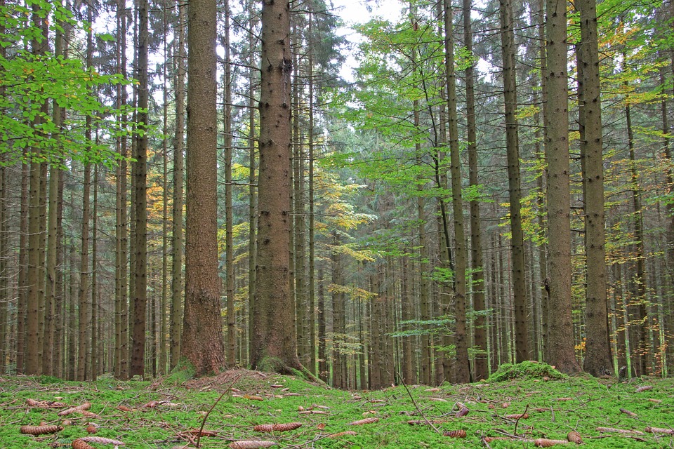 Wald Bäume Herbst - Kostenloses Foto auf Pixabay