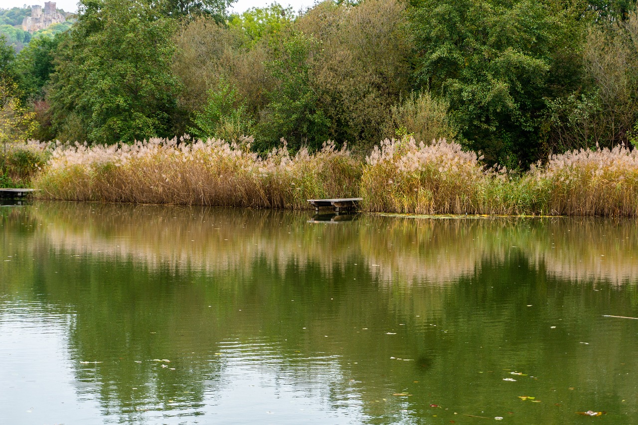 Grütt Grüttpark Lörrach Sur De - Foto gratis en Pixabay - Pixabay Grütt Grüttpark Lörrach Sur De - Foto gratis en Pixabay - Pixabay