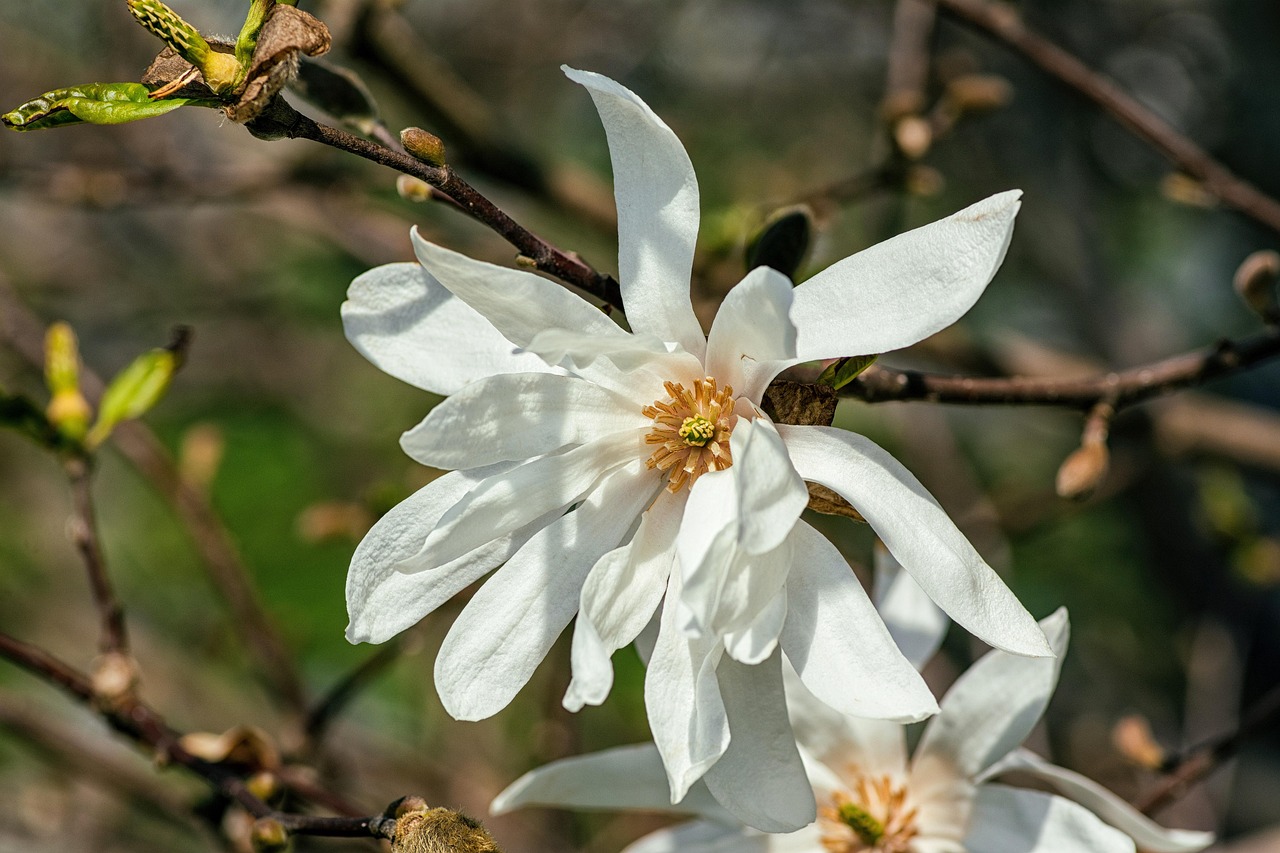 Kuva Kukkiva Magnolia Puu Kukka Kukkapuu Magnolia Kukat