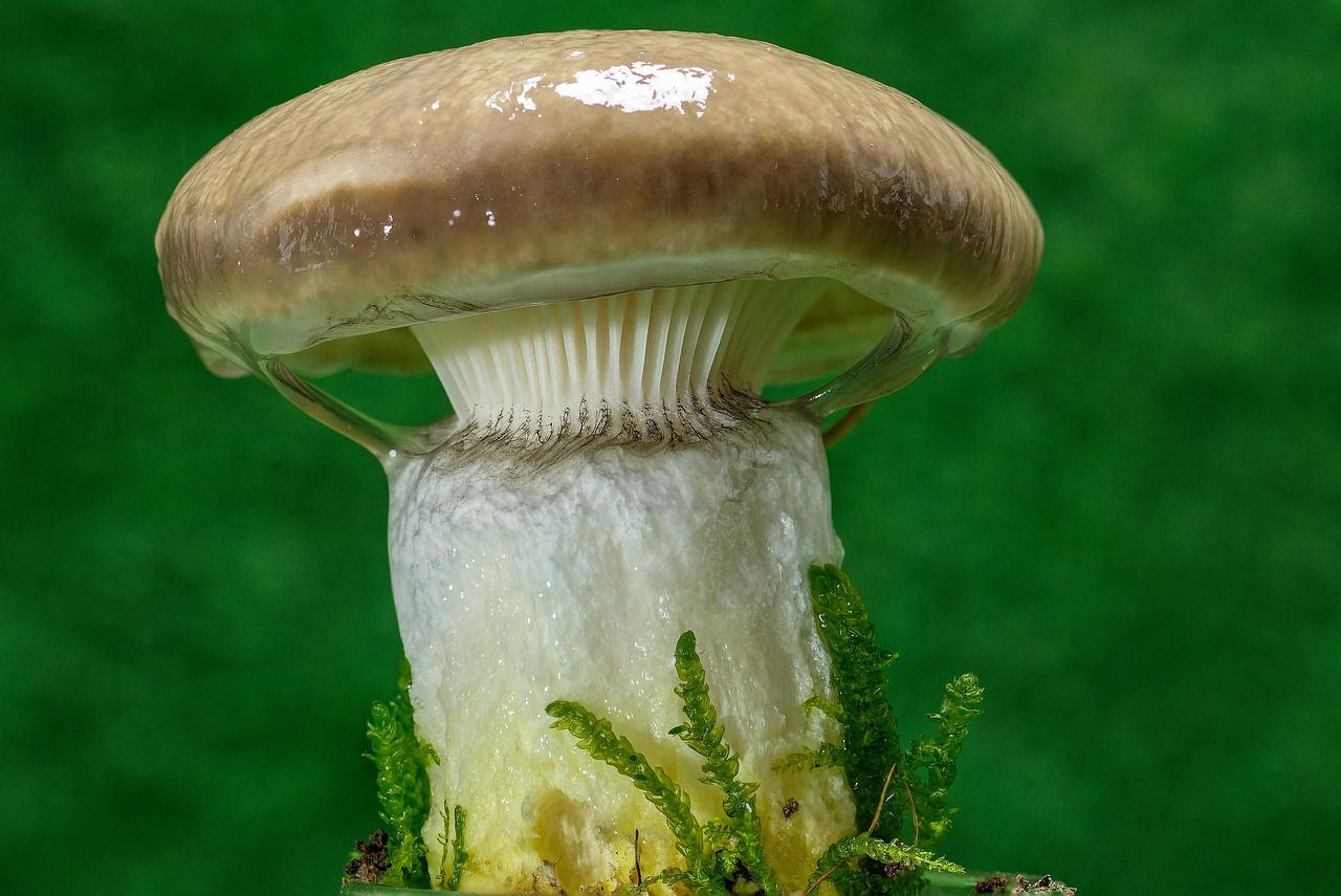 Free Mushroom Great Schmierling photo and picture