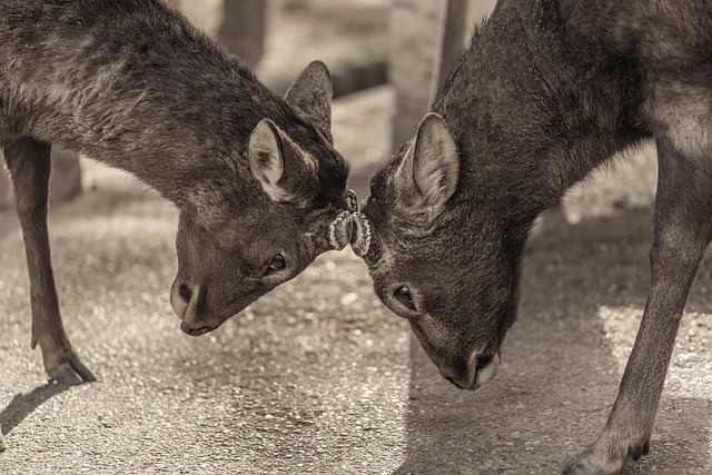Free Silka Deers Deers photo and picture