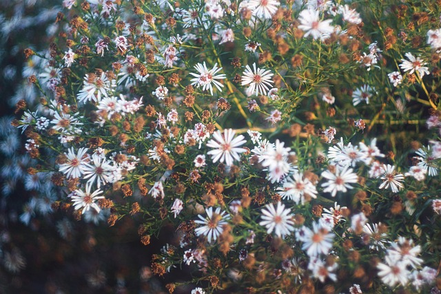 Free Flowers Autumn photo and picture
