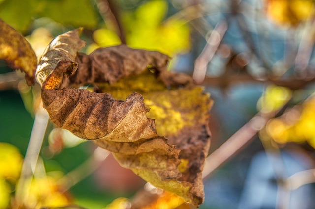 Weinblatt, Weinstock, Verdorrt