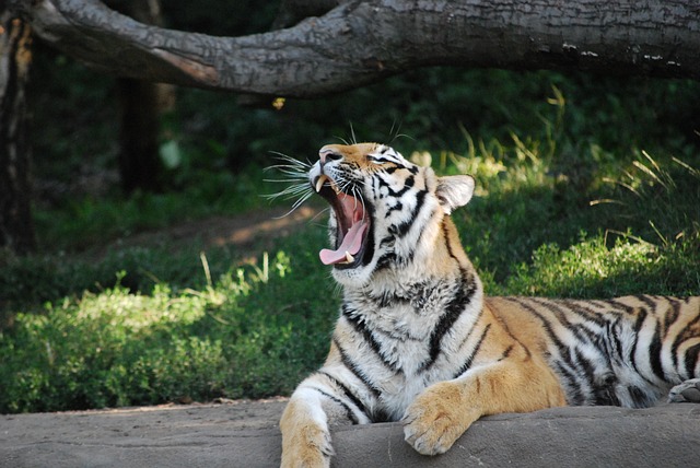 Tiger, Gefährlich, Raubtier, Raubkatze