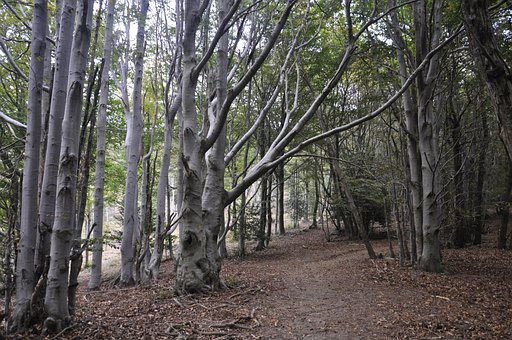 Free Forest Trail photo and picture
