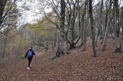 Free Leaves Forest photo and picture