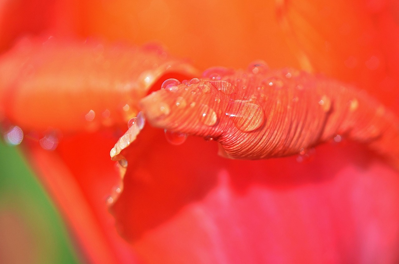 Download free HD stock image of Tulip Natur Free Tulip Natur photo and picture