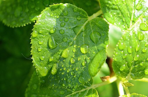 Free Leaf Natur photo and picture