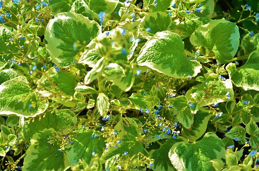 Free Leaf Natur photo and picture