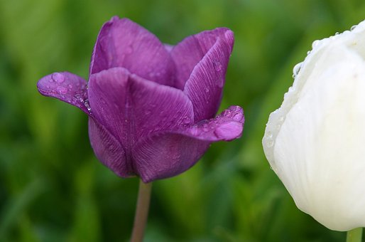 Free Tulip Beautiful Flowers photo and picture