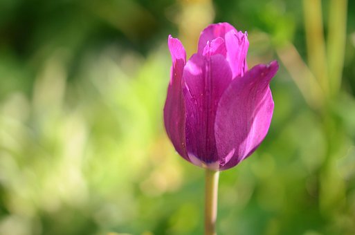 Free Tulip Flower Wallpaper photo and picture