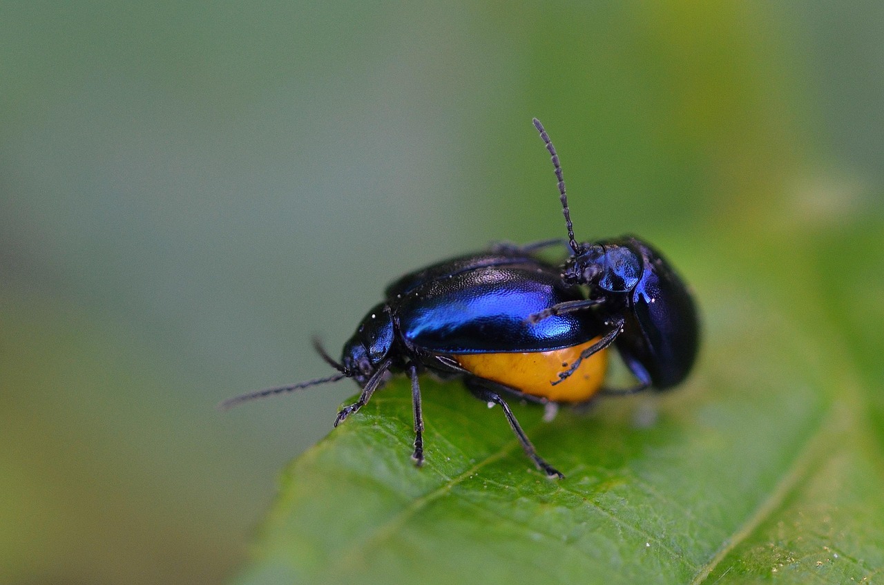 Insectos Animal Escarabajo - Foto gratis en Pixabay - Pixabay