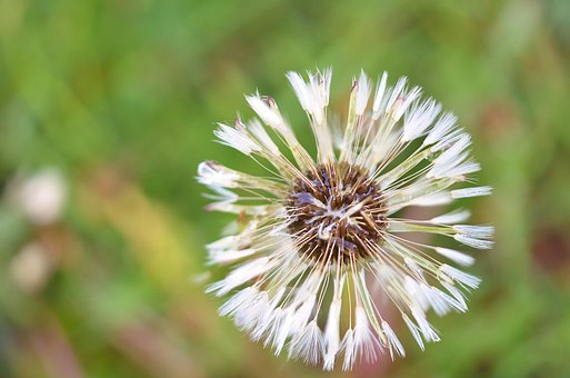 Free Dandelion Natur photo and picture