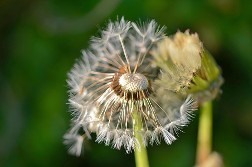 Free Dandelion Natur photo and picture
