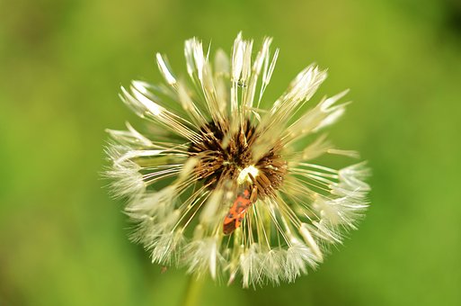 Free Dandelion Natur photo and picture