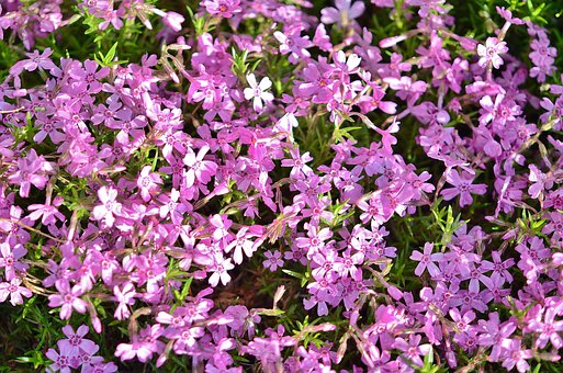 Free Flower Spring photo and picture